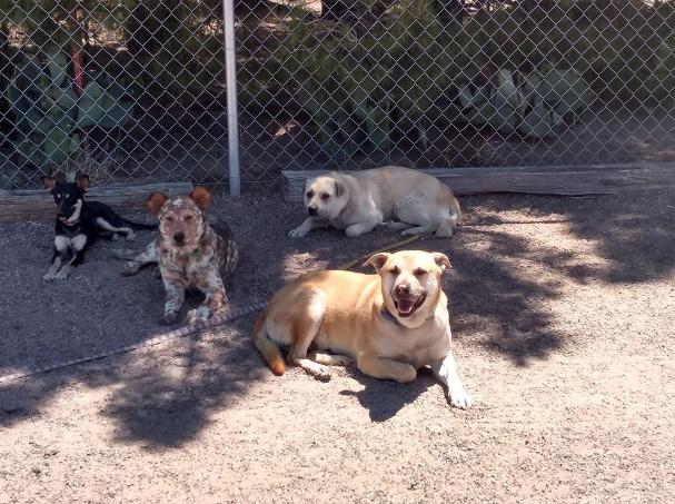 Picture of dogs